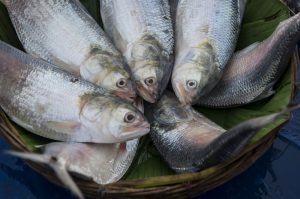 Hilsa fish at a market in Barisal, Bangladesh [image by Finn Thilsted]