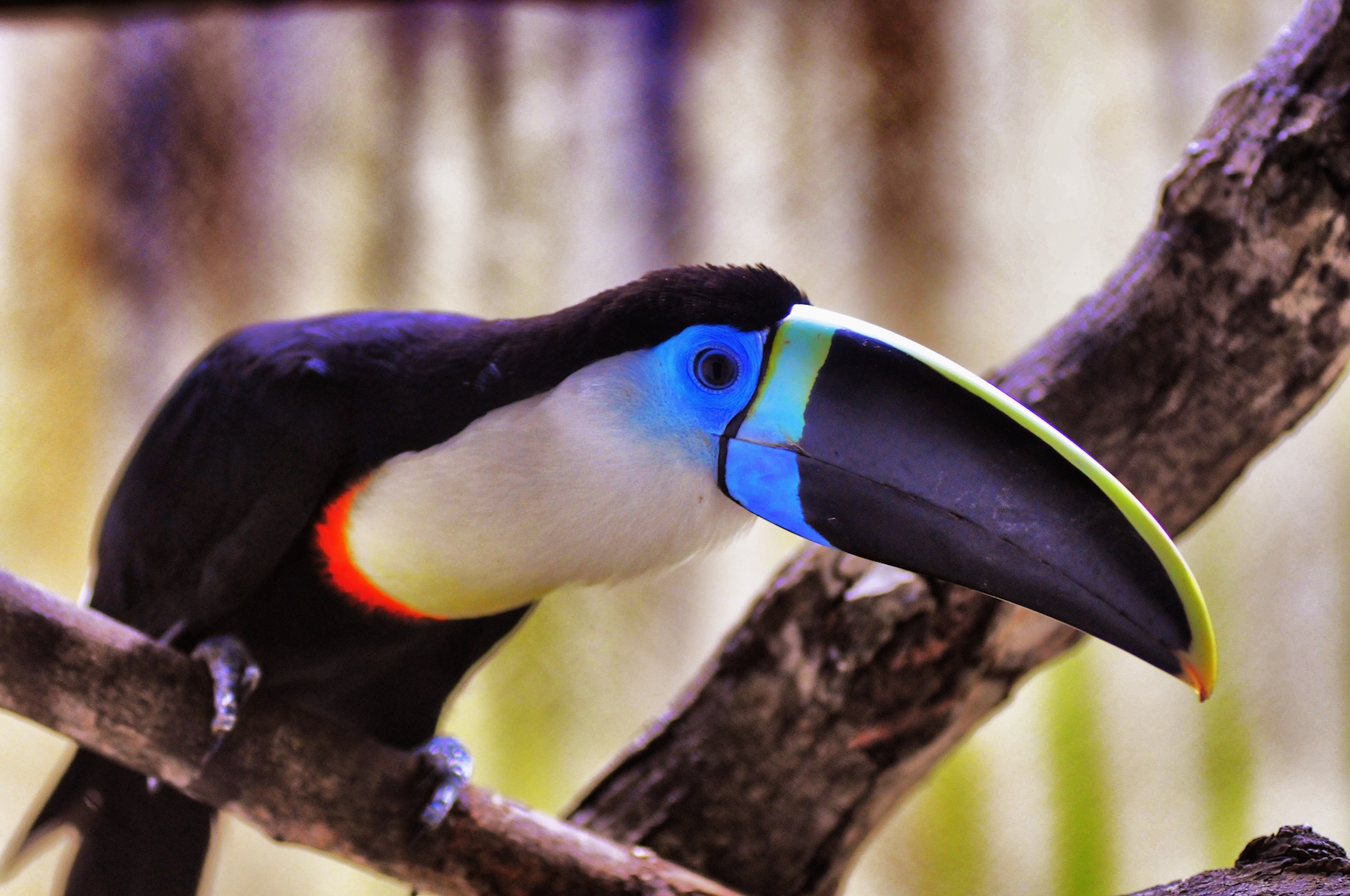 <p>Amazon states hope their rich biodiversity will attract more tourism from China (image: Clovis Miranda)</p>
