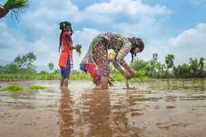 rice farmers india