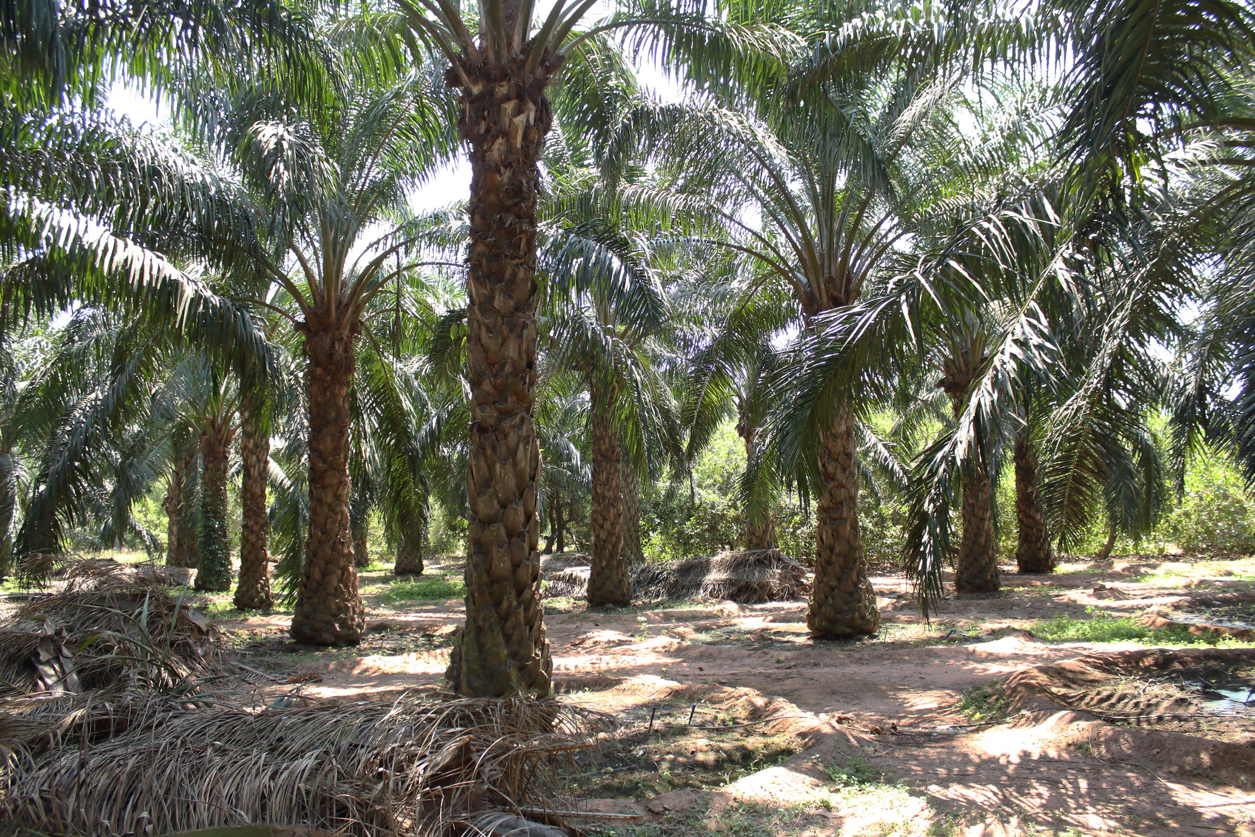 The lack of rainfall in Andhra Pradesh means farmers have to irrigate their palms using groundwater