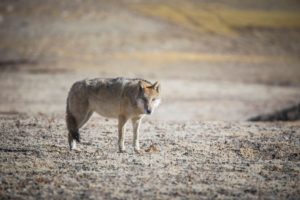 A Himalayan or Tibetan wolf