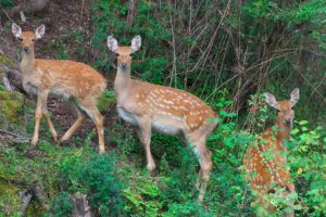 Sika deer in Sichuan