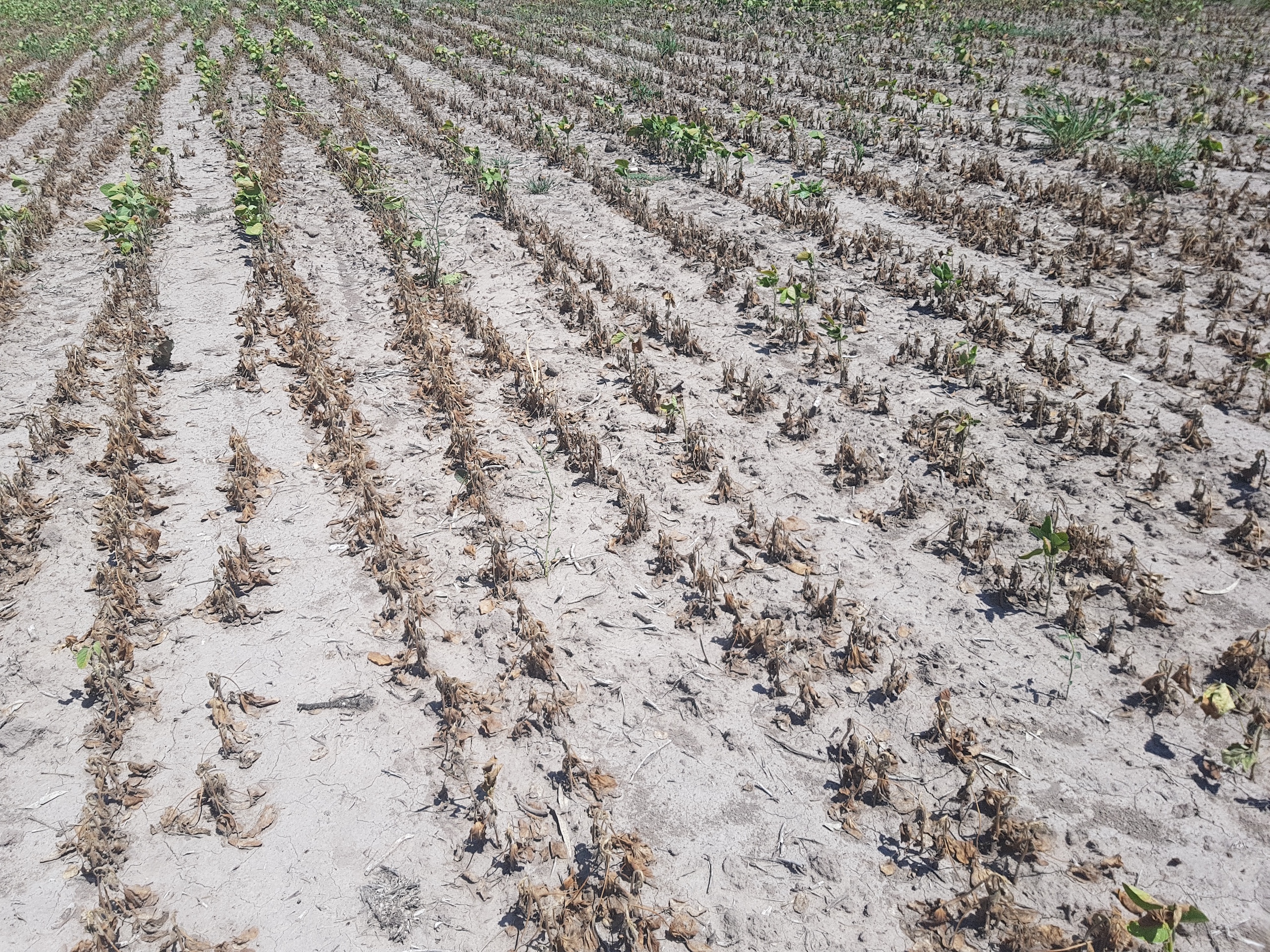 Plantas de soja secas en tierra seca