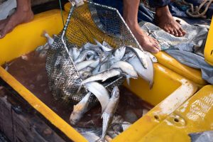 fish being scooped into yellow plastic bin