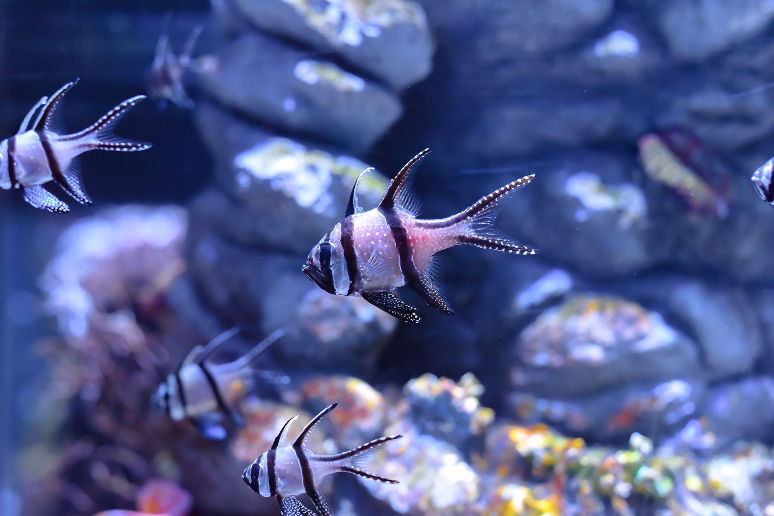<p>Banggai cardinalfish (<em>Pterapogon kauderni</em>) in a Thai aquarium (Image: Tatiana Terekhina / Alamy)</p>