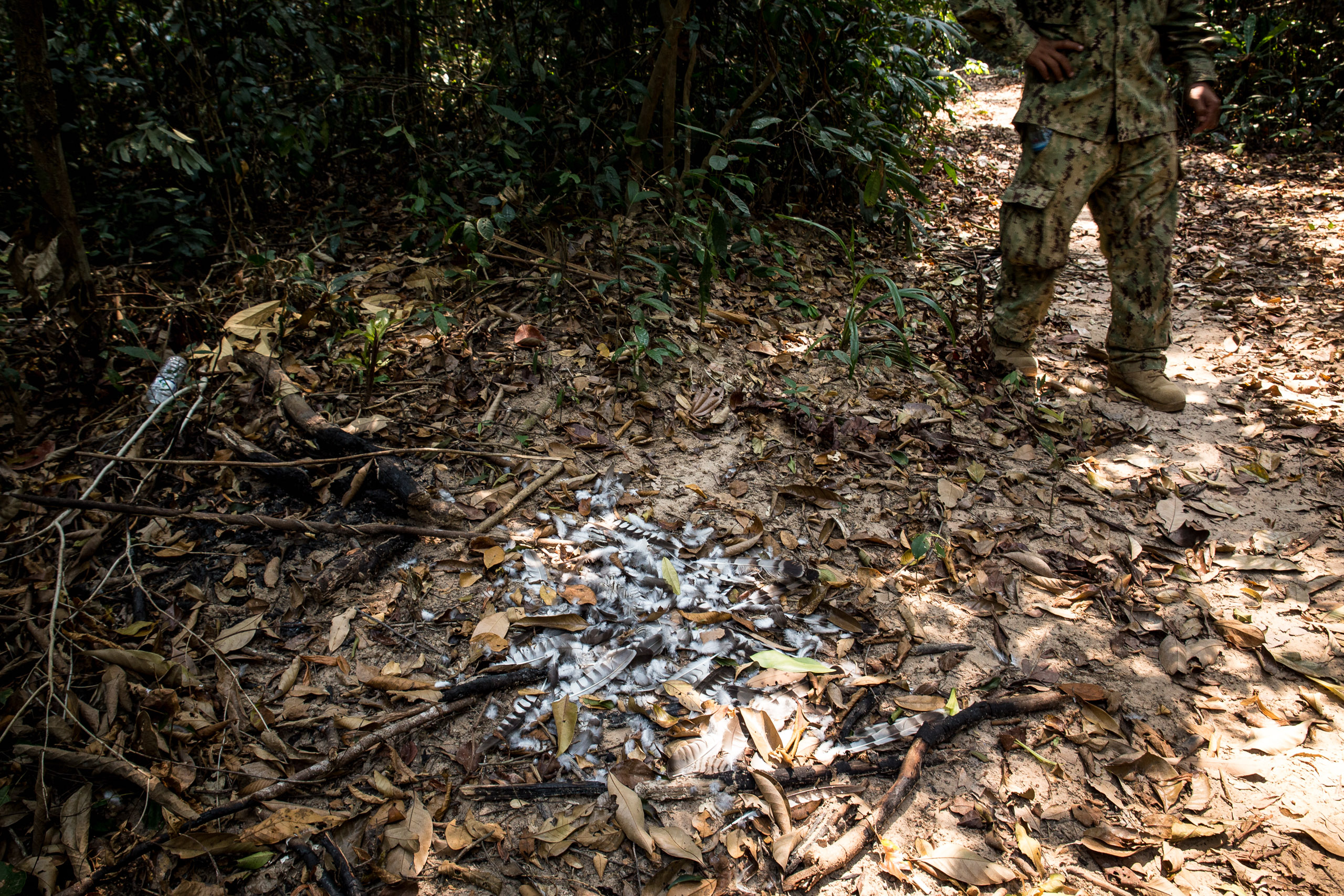 feathered remains of bird of prey on forest floor
