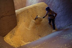 Un trabajador palea soja en un silo