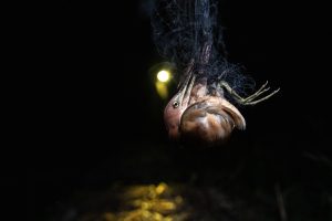 <p>A cinnamon bittern is caught in a mist net set by farmers in Cambodia’s Kampong Chhnang province (Image: <a href="https://yannbigant.com/">Yann Bigant</a>)</p>