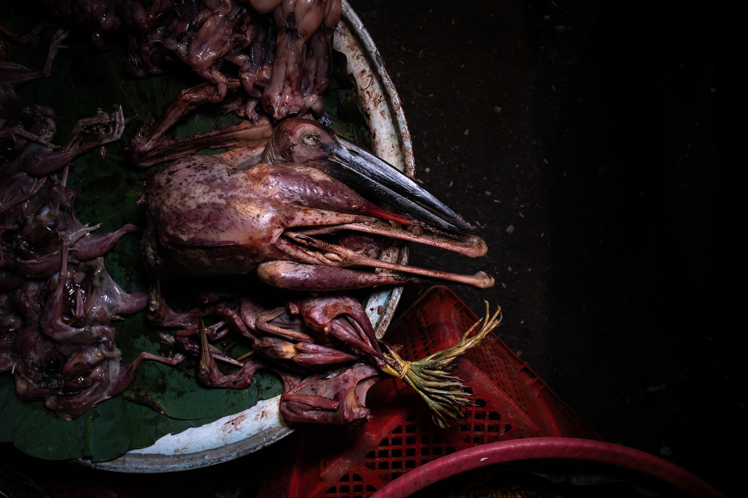 dead Asian openbill stork in bowl